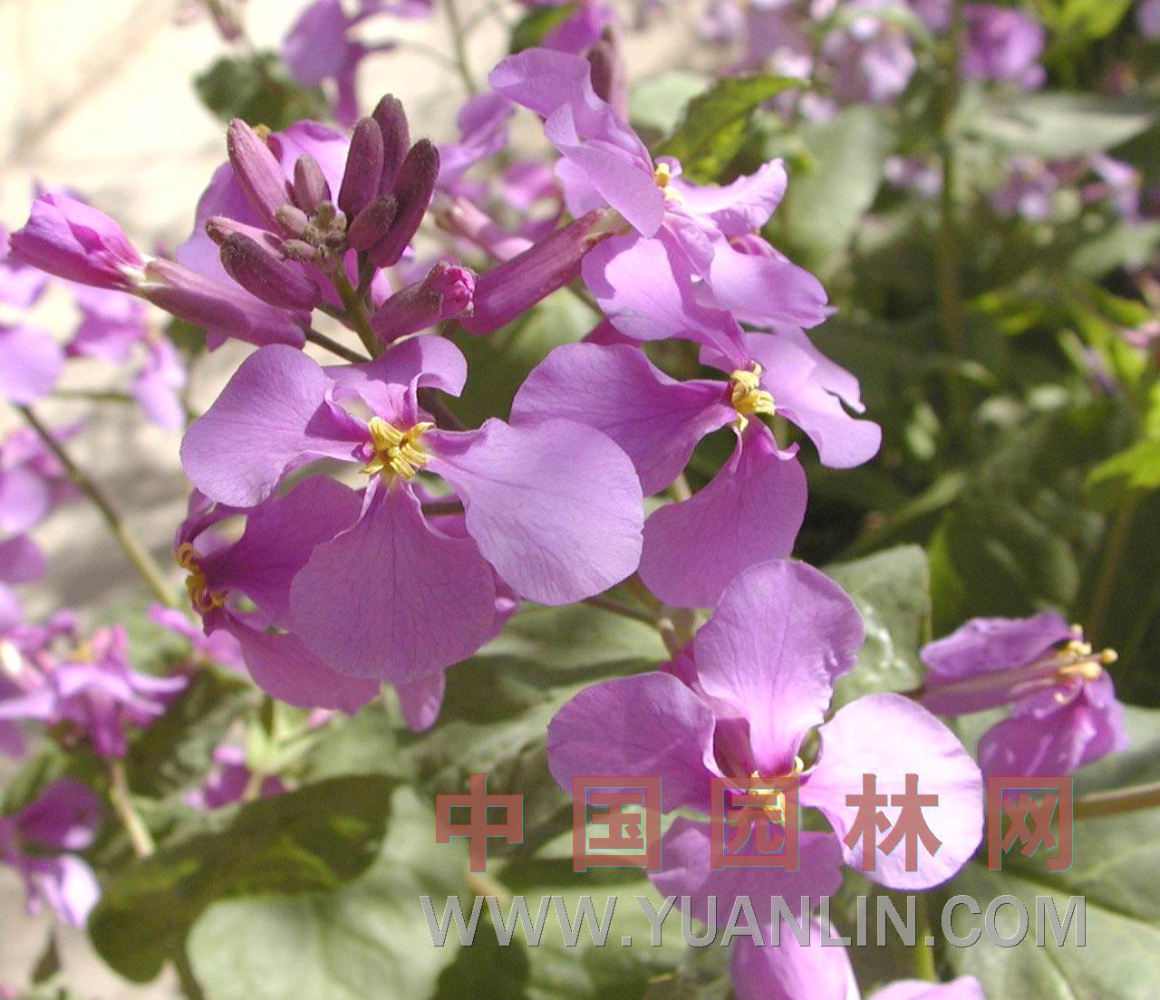 諸葛菜 諸葛菜、菜子花