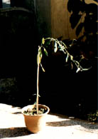 舞草 跳舞草、情人草、無風(fēng)自動草、多情草、風(fēng)流草、求偶草等