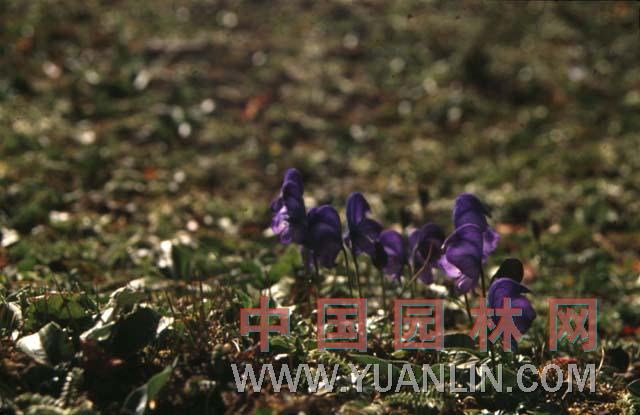 烏頭 草烏、烏藥、鹽烏頭、紫花烏頭、川烏頭、附子