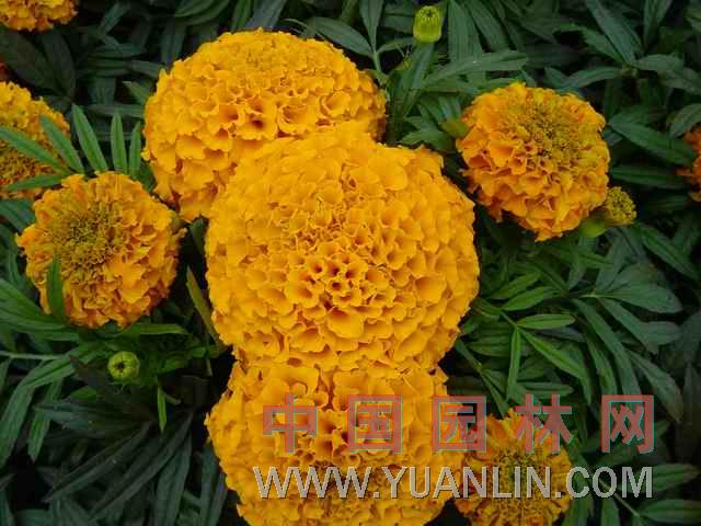 萬壽菊 蜂窩菊、大芙蓉