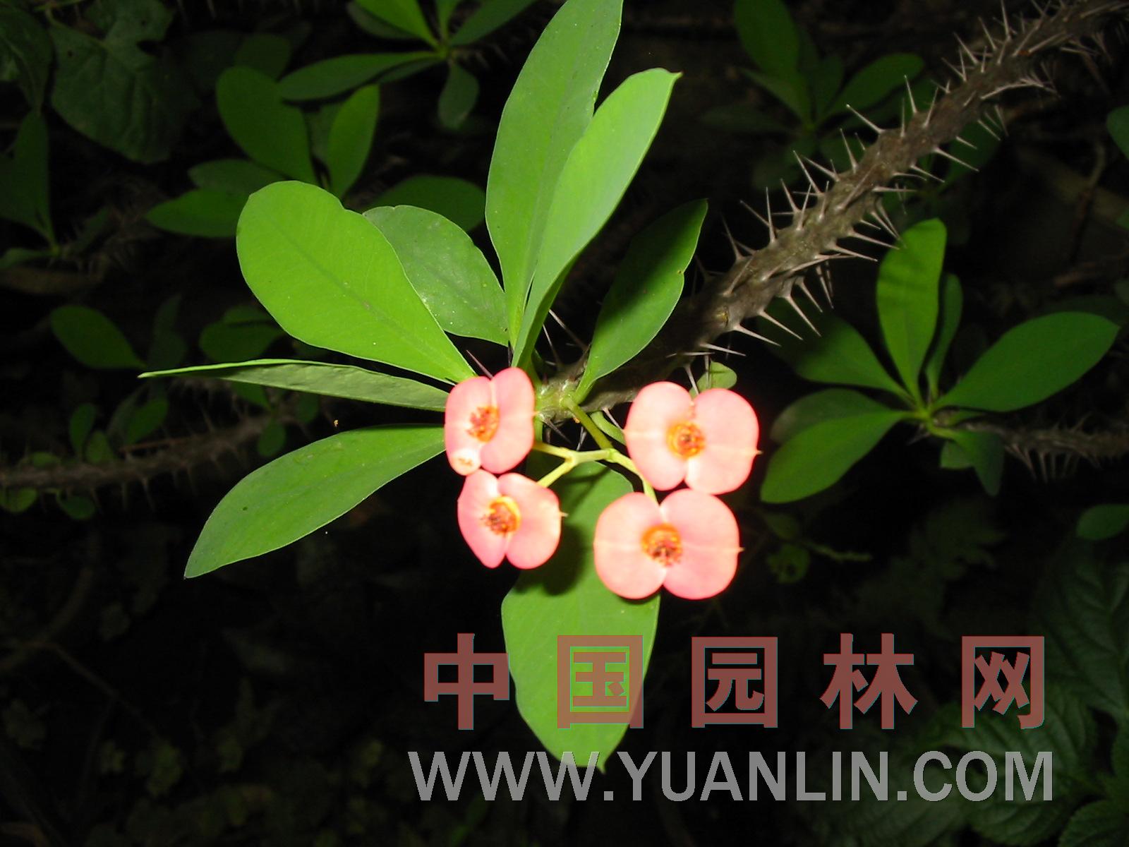 鐵海棠 鐵海棠、麒麟刺、麒麟花