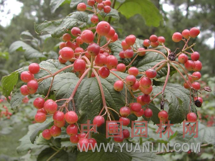 天目瓊花 雞樹(shù)條莢迷