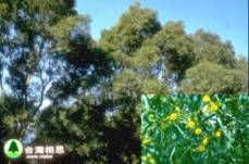臺(tái)灣相思 相思樹(shù)、臺(tái)灣樹(shù)