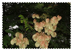 全緣葉欒樹 Goldraintree,Goldenraintree，黃山欒