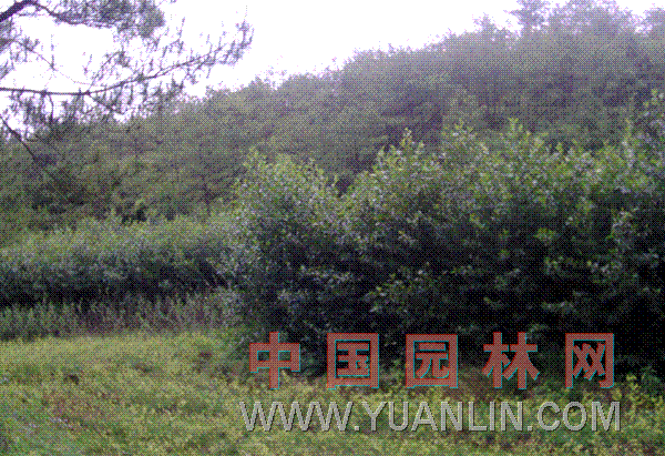 榿木 水冬瓜、水青岡