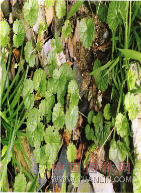 連錢草 金錢草、佛耳草、活血丹