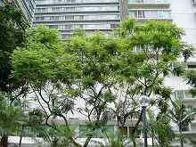 藍花楹 含羞草葉藍花楹 、藍霧樹、巴西紫葳、紫云木