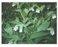 聚合草 友誼草（吉林）、愛國(guó)草（北京）、康復(fù)力