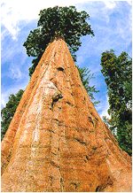 巨杉 世界爺、北美巨杉