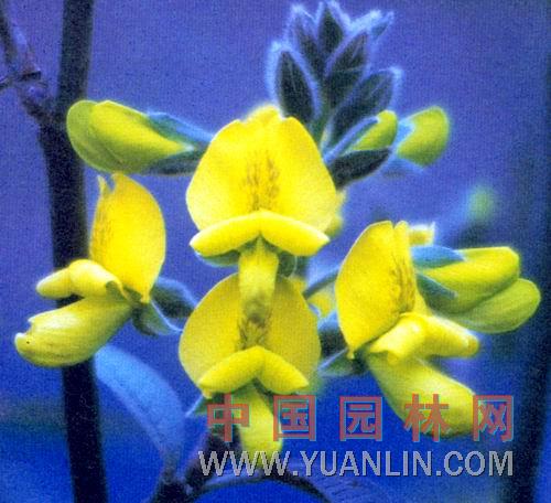 錦雞兒 黃雀花、土黃豆、粘粘襪、醬瓣子、陽雀花、黃棘