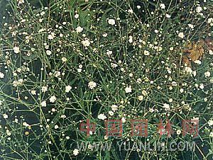霞草 滿天星、絲石竹、縷絲花