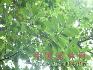 紅潤楠 紅楠、小楠木、楠仔木