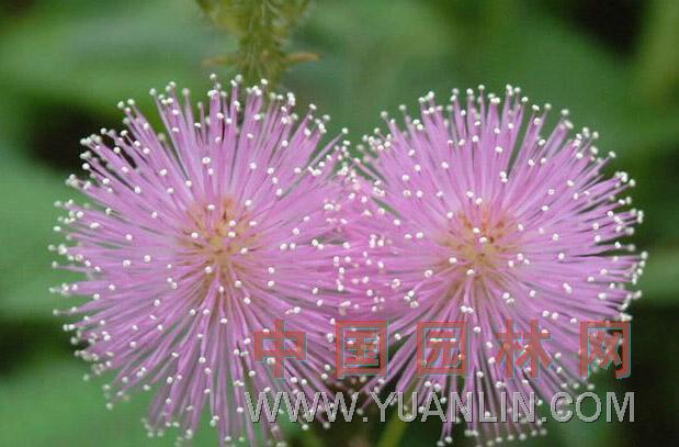 含羞草 感應(yīng)草、知羞草、呼喝草、怕丑草、見笑草、夫妻草、害羞草