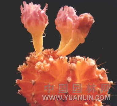 緋牡丹 紅牡丹、紅燈、紅球