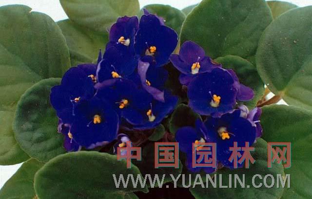 非洲紫羅蘭 非洲堇、非洲紫苣苔