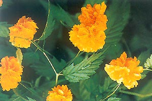 棣棠 地棠、黃棣棠、棣棠花