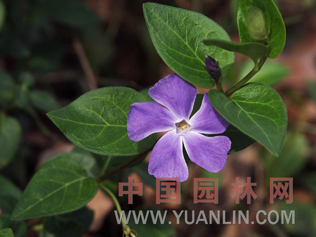 長春蔓 纏繞長春花、蔓長春花