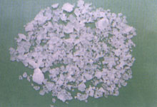 草珊瑚 九節(jié)花、九節(jié)茶、接骨蓮、竹節(jié)草