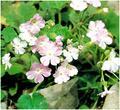 藏報春 大種櫻草，中華報春