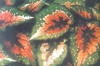 彩葉秋海棠 紅脈秋海棠、絨葉秋海棠
