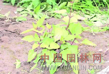 紫莖 天目紫莖、旃檀