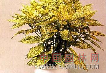 桃葉珊瑚 青木、東瀛珊瑚