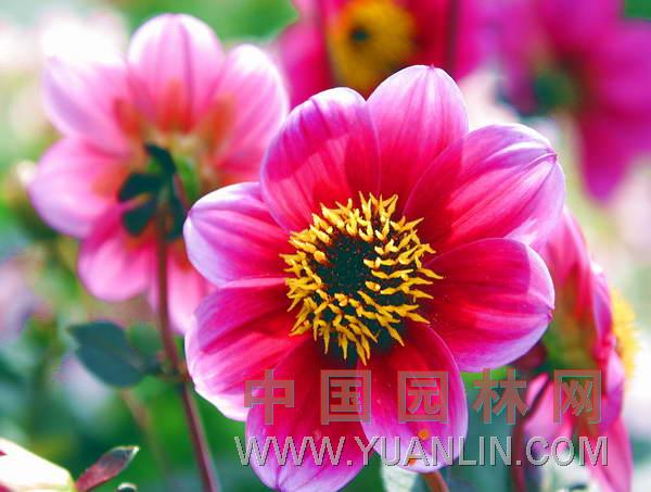 大麗花 大麗菊、大理花、天竺