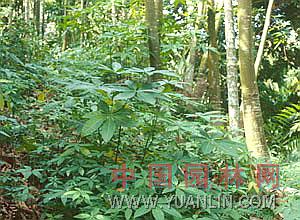馬拉巴栗  大果木棉、招財(cái)樹、發(fā)財(cái)樹、瓜栗、大果木棉 、美國(guó)花