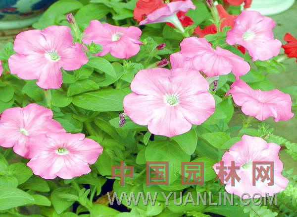 矮牽牛 碧冬茄、雜種撞羽朝顏、靈芝牡丹、毽子花、矮喇叭、番薯花、撞羽朝顏