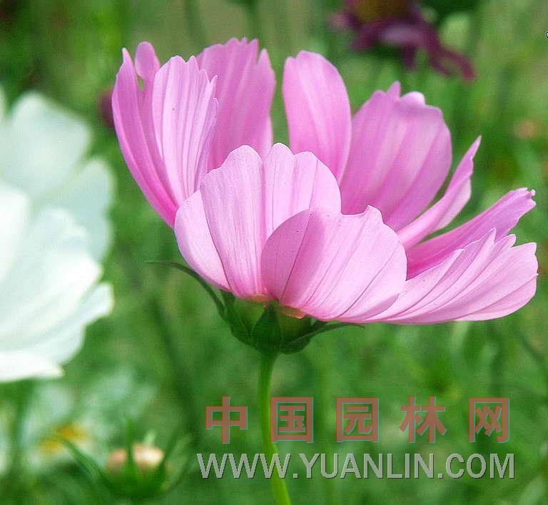波斯菊 大波斯菊