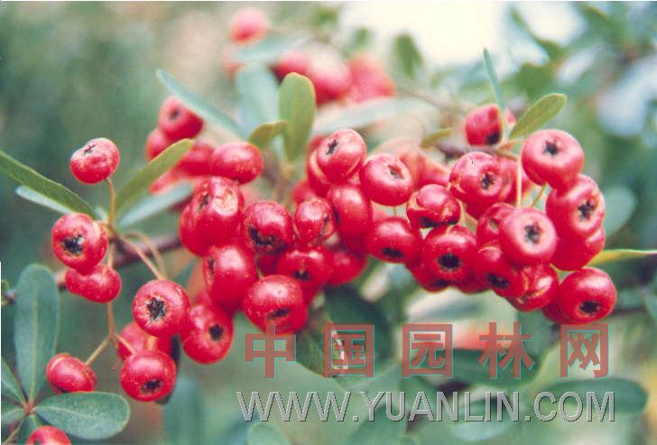 火棘 紅籽、火把果、救軍糧