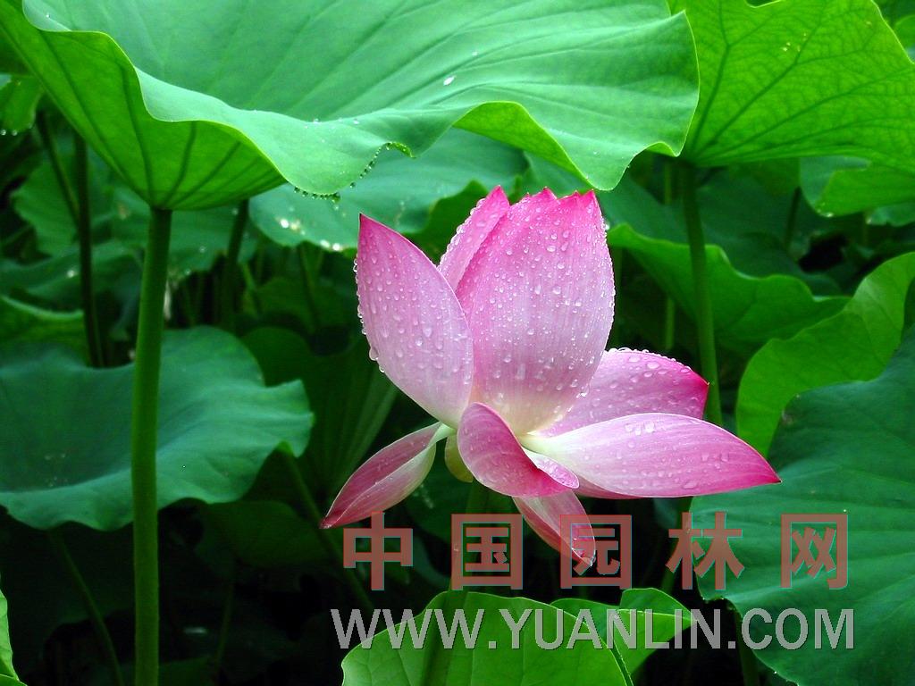 荷花 蓮花、水芙蓉、藕花、芙蕖、水芝、水華、澤芝、中國(guó)蓮