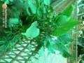 尖尾芋 番芋、臺(tái)灣姑婆芋