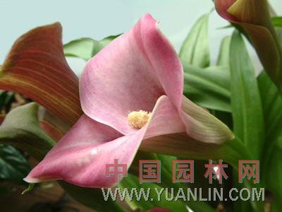 馬蹄蓮 慈姑花、水芋、野芋、慈菇花、海芋百合、花芋