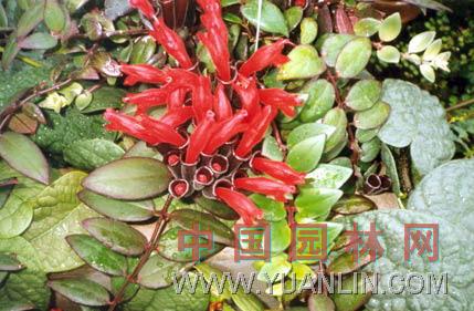 金魚藤 串金魚、小葉金魚花、鐵線蓮