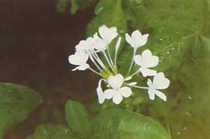 藍雪花 藍茉莉，藍花丹，六倍
