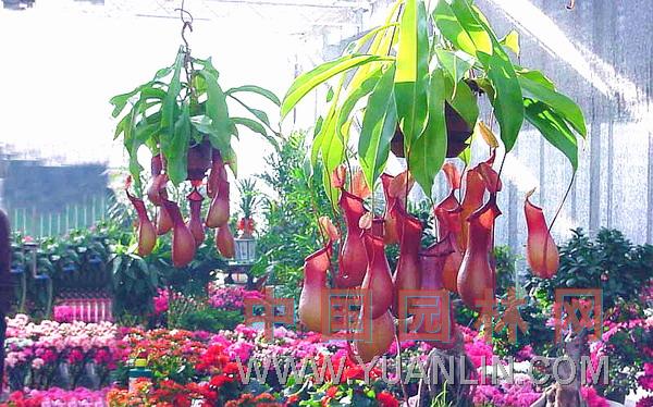 豬籠草 水罐植物、猴水瓶、猴子埕、豬仔籠、雷公壺