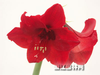 朱頂紅 孤挺花，百枝蓮，華胄