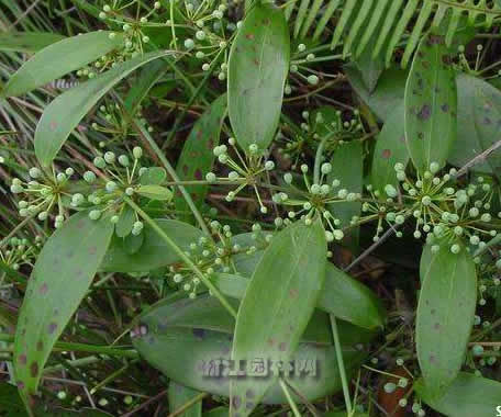 菝葜 金剛頭、金剛刺、九牛力
