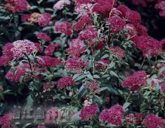紅花繡線菊 