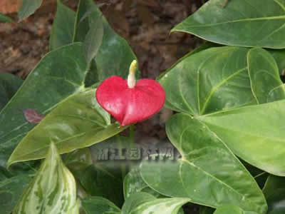 紅掌 花燭、安祖花、火鶴花、紅鶴芋、紅鵝掌等
