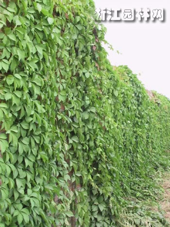 爬山虎 爬墻虎、地錦、飛天蜈蚣、假葡萄藤、紅絲草、石血、鐵信、鐵欄桿