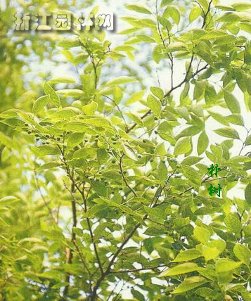樸樹 黃果樸 白麻子 樸 樸榆 樸仔樹 沙樸