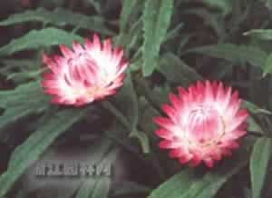 蠟菊 麥桿菊、貝細(xì)工