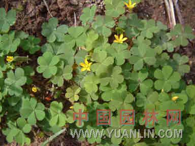 酢漿草 鹽酸仔草(臺(tái)灣)、酸箕、三葉酸草、酸母草、鳩酸草