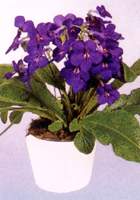 海角櫻草 大旋果花、雜種扭果苣苔