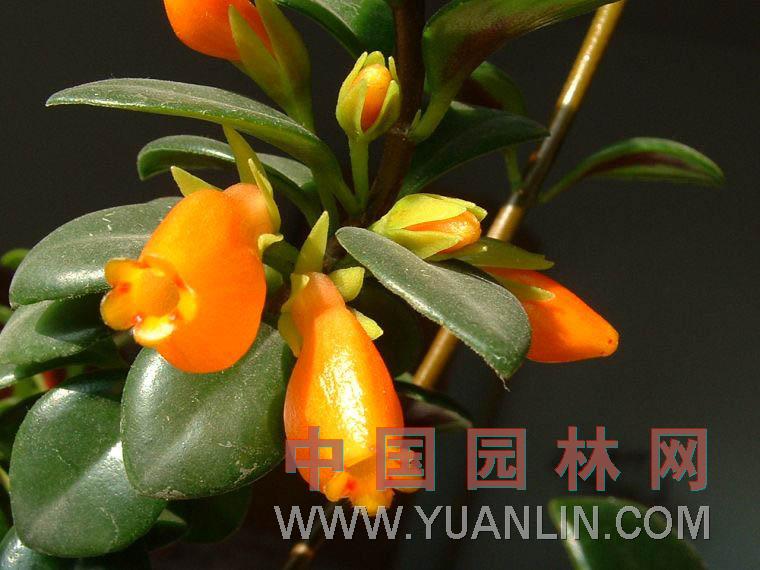 袋鼠花 金魚花、河豚花、親嘴花 