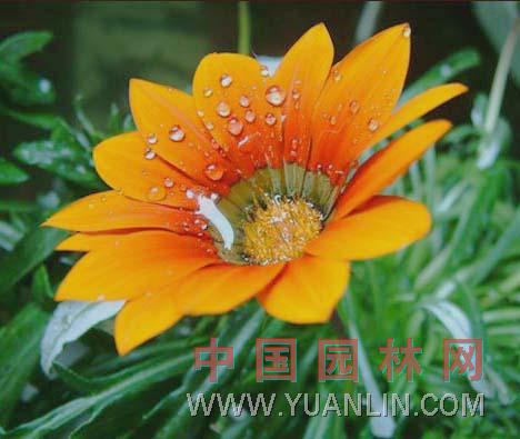 麥稈菊 蠟菊、貝細(xì)工
