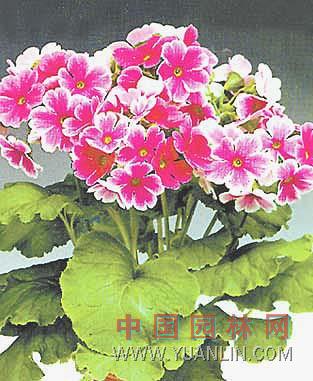 歐洲報春花 歐洲櫻草、德國報春、西洋櫻草