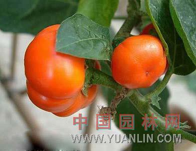 金銀茄 觀賞茄、巴西茄